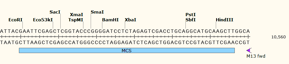 pCAMBIA3301 多克隆位点 点击看大
图 pCAMBIA3301 多克隆位点